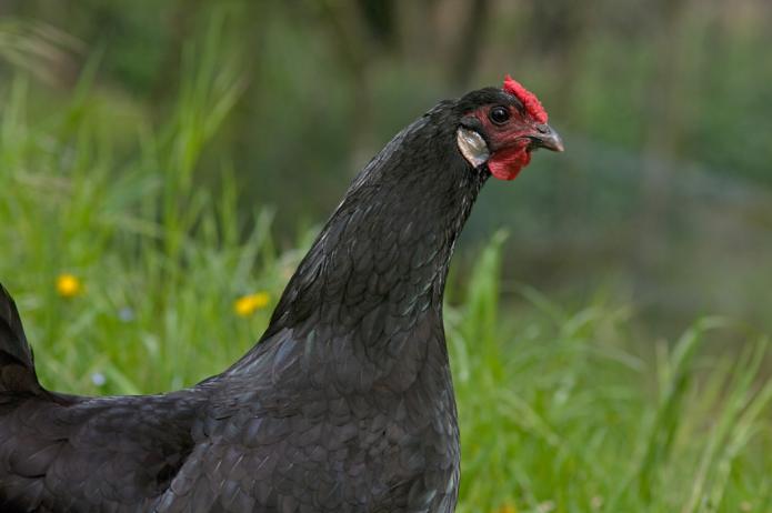 Photo d'une poule d'Alsace