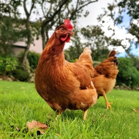 Photo de poules rousses dans un jardin 